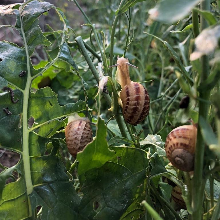 Lumache pulite e spurgate - 17 euro/kg